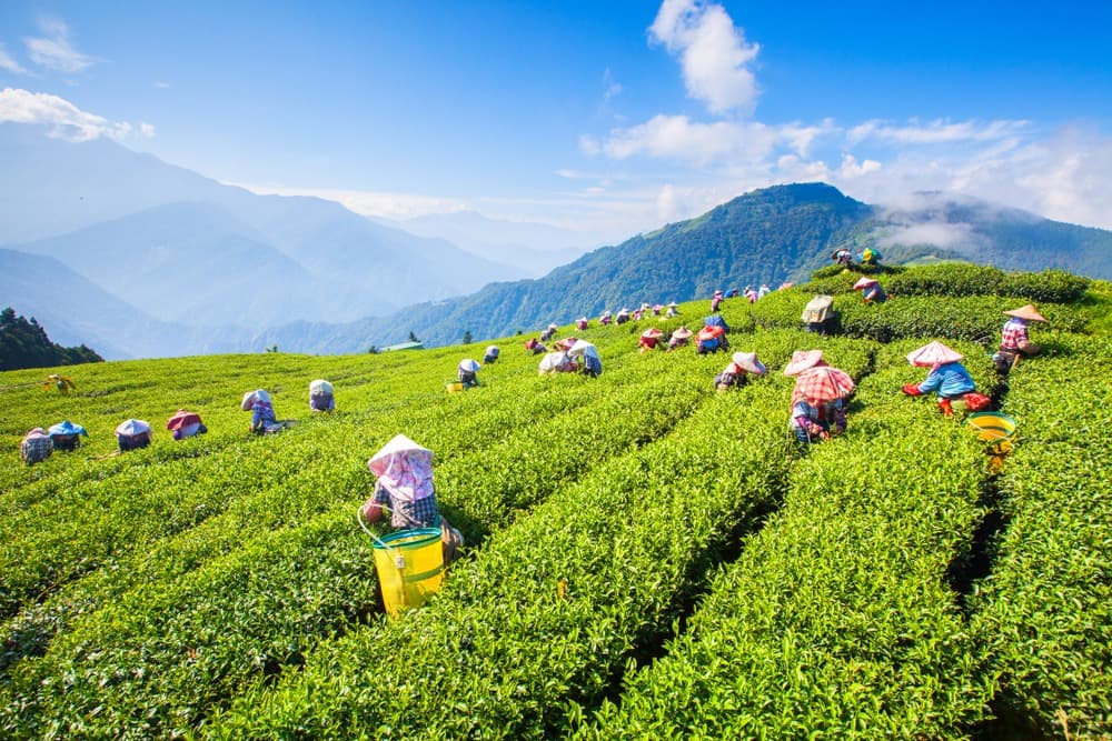 Da Lat's Tea Festival in December and Surrounding Areas